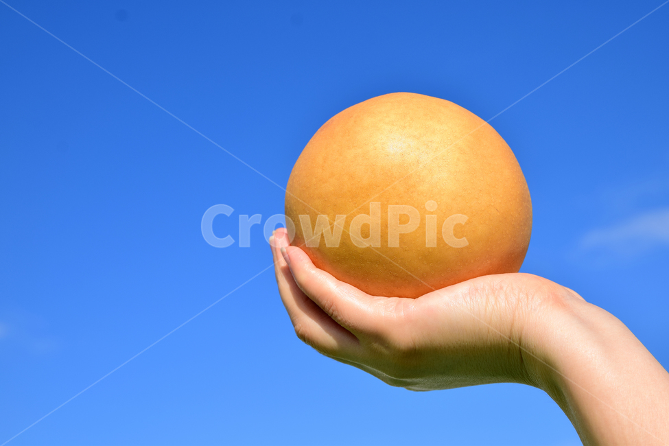 배,배나무열매,열매,과실,과일,손,손가락,식재료,음식,pear,fruit,food,hand,hands,finger,과일,열매,fruit