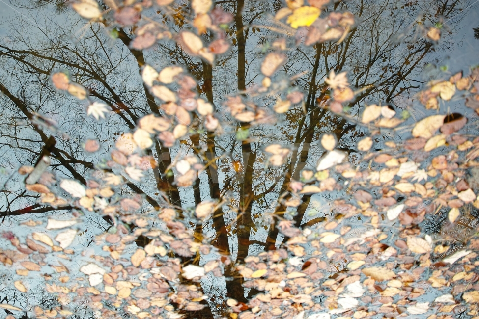 가을,반영사진,leaf,나뭇잎,autumn,가을,계절,fall,autumn,season,plant,식물