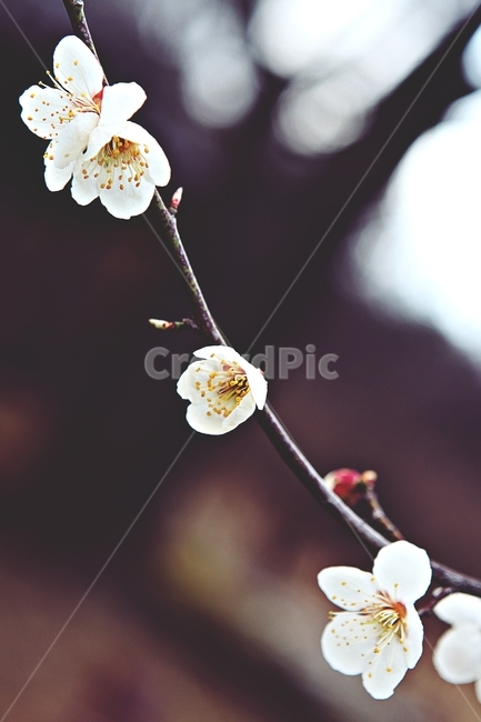 매화,매화꽃,꽃,매화나무,자연,배경,자연,풍경,nature,landscape,식물,plants,꽃,flower,나무,trees,wood,pollen,화분,plant