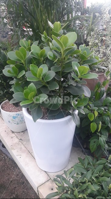 pot,plant,tree,Freshness,rubber tree,Taiwan Rubber Tree