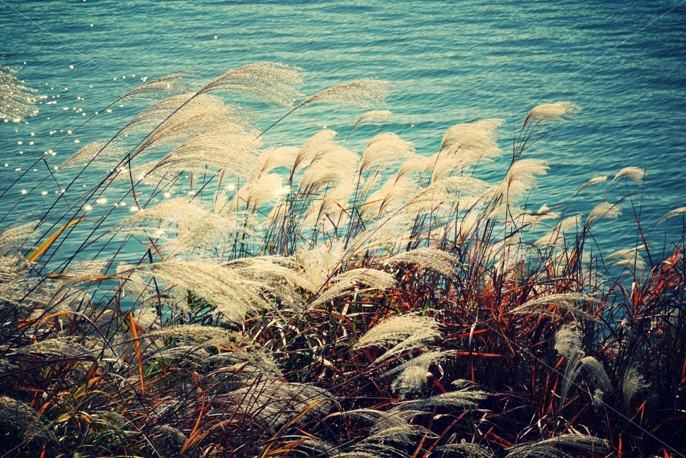 가을,한강,억새,갈대,풍경,가을,계절,fall,autumn,season,식물,자연,plants,nature,감성,sensible,feeling,grass,잔디,plant,lawn,reed