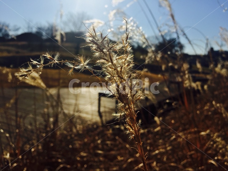 갈대,plant,잔디,lawn,grass,식물,reed