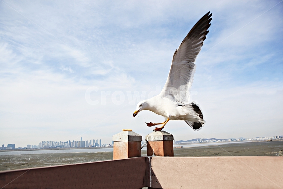 갈매기,조류,새,배경,자연,풍경,하늘,풍광,동물,animal,조류,새,birds