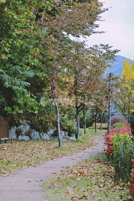 산책로,단풍,낙엽,colorfull,tree,trail,fallenleaves,가을,계절,fall,autumn,season,나무,plant,식물,tree trunk,나무 줄기