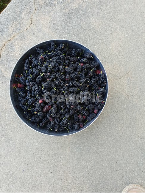 food,음식,blueberry,블루베리,과일,fruit,plant,오디,시골,마당