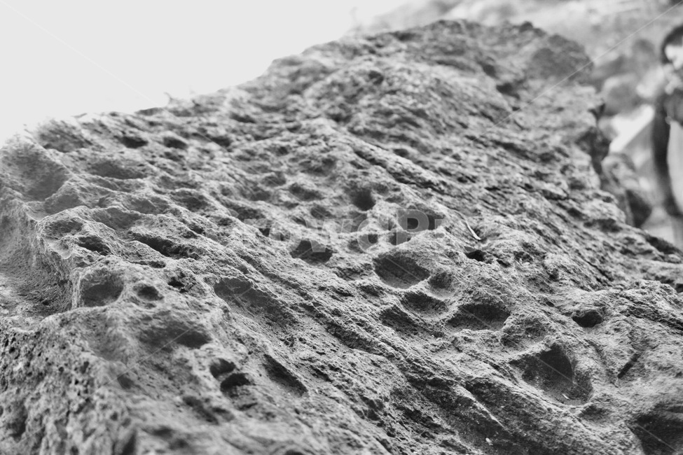 제주도,봄,새싹,jeju,푸르다,현무암,제주도,jeju,jeju island,흑백,모노톤,monochrome,black and white,rock,록,outdoors,옥외,nature,자연,sand,모래
