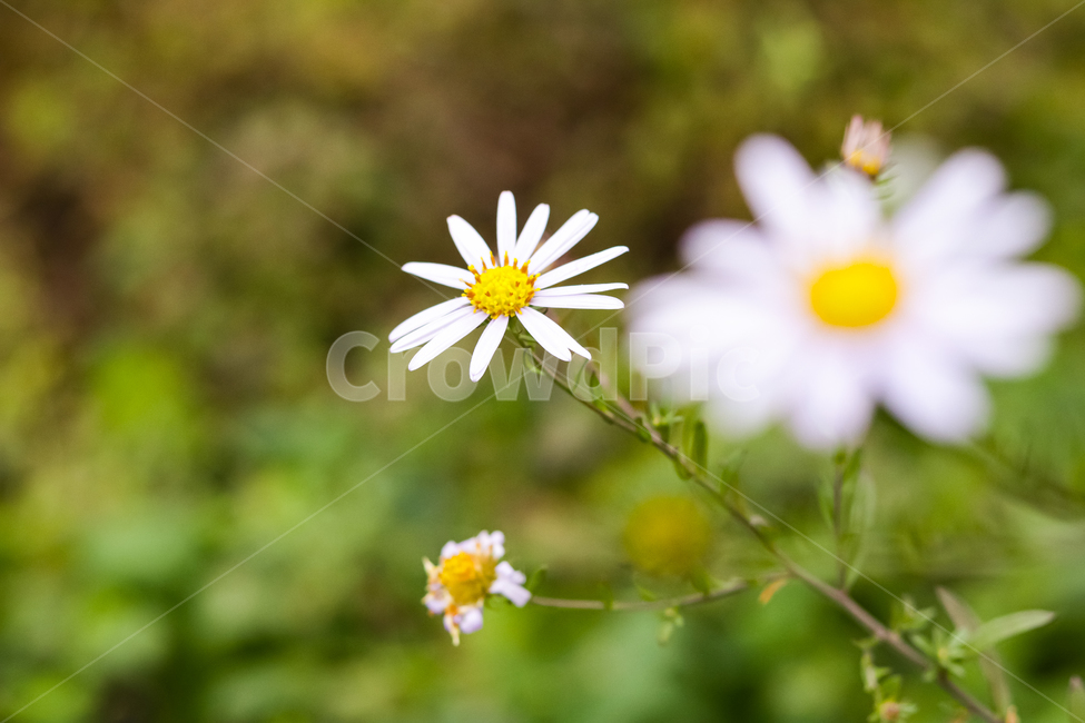 자연,꽃,데이지,plant,식물,식물,자연,plants,nature