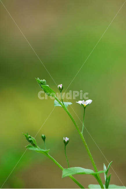 야생화,참꽃마리,우리꽃,봄이미지,들꽃,4월,5월,flowers,green,background,배경,바탕,접사,마크로,클로즈업,macro,pretty,귀여운,예쁜,아름다운,가녀린,감성,백그라운드,바탕화면,색상,작은,토종,봄,계절,spring,season,식물,자연,plants,nature,꽃,flower,geranium,제라늄,blossom,plant