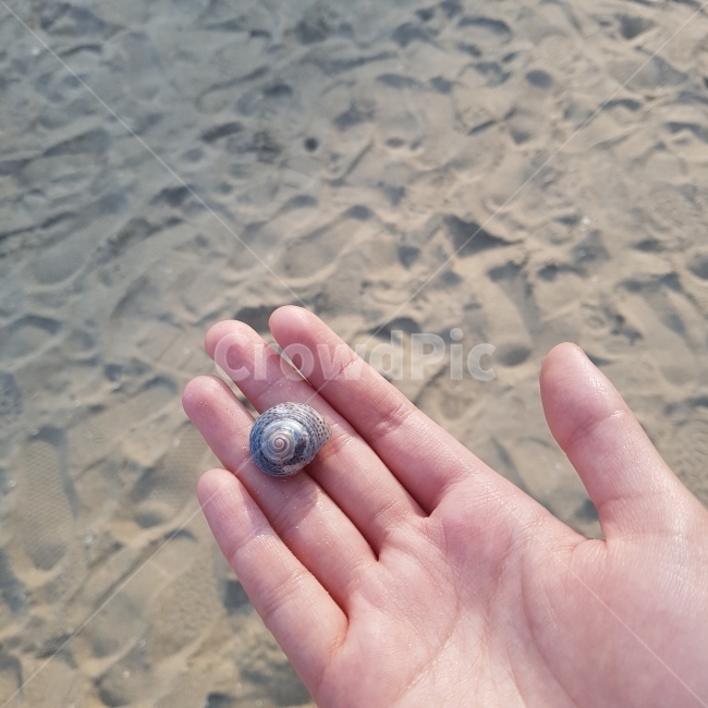 해변,바다,손,hand,모래,휴식,sand,소라,조개,껍질,부산,sea,여름,summer,여행,더위,travel,햇빛,낮,평화로움,작음,해변,바다,beach,sea,사람,인물,인간,human,person,신체일부,몸,body