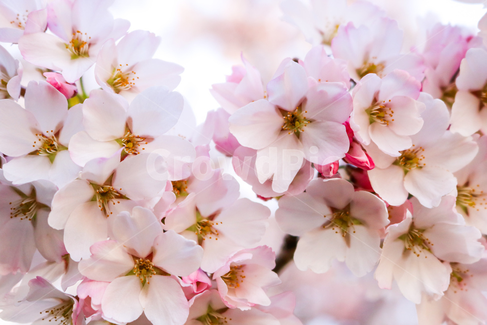 봄,꽃벚꽃,벚나무,핑크,분홍,봄,계절,spring,season,식물,자연,plants,nature,꽃,flower,plant,blossom