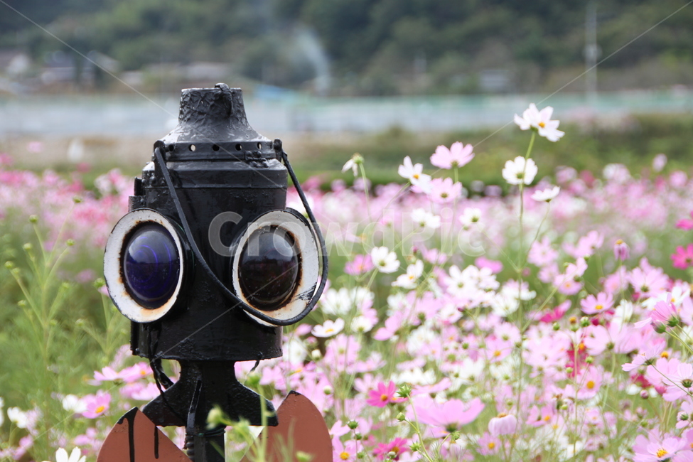 꽃,blossom,코스모스,flower,식물,식물,자연,plants,nature,꽃,flower