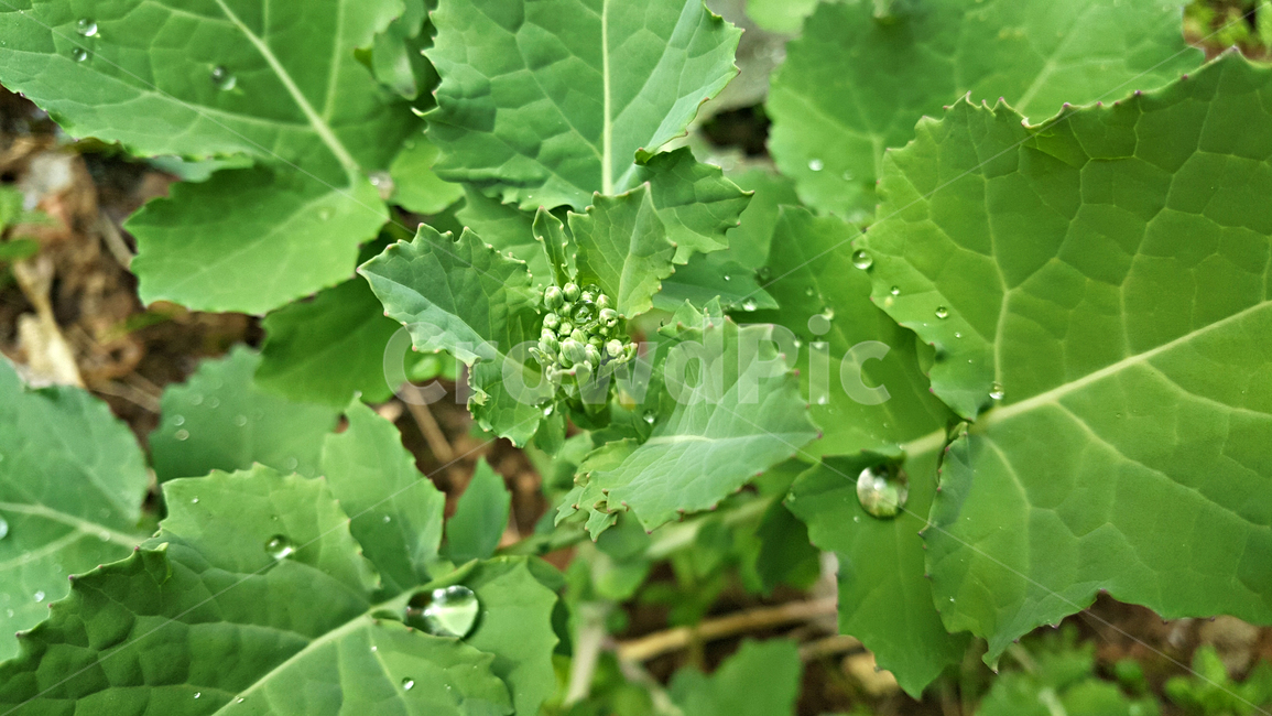 유채꽃망울,꽃망울,plant,식물,blossom,꽃,flower,식물,자연,plants,nature