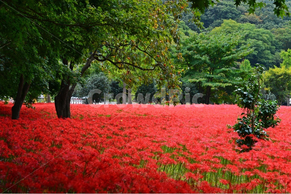 고창,선운사,꽃무릇,꽃무릇축제,plant,식물,blossom,flower,꽃
