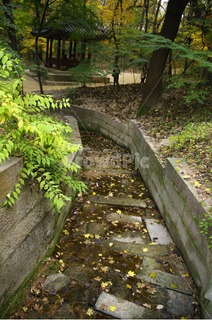 나무,식물,plant,수로,자연,nature,자연,풍경,nature,landscape