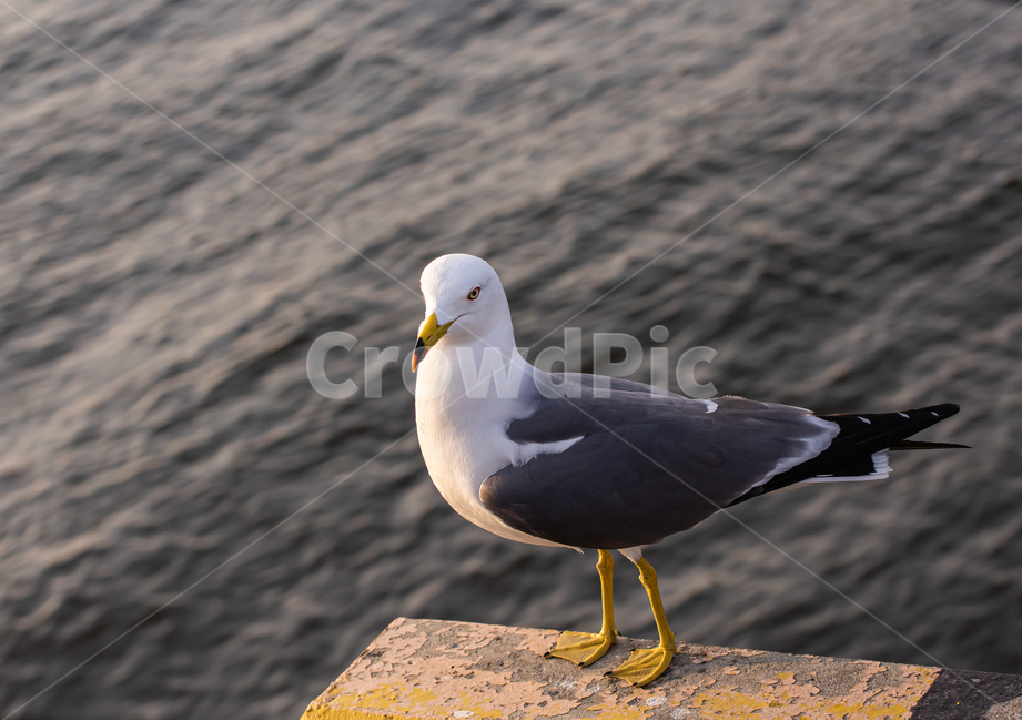 정서진,갈매기,조류,바다,새,동물,animal,조류,새,birds