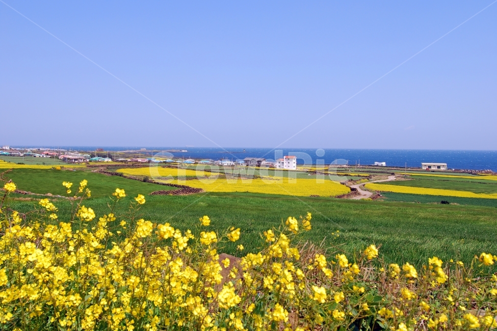 봄,봄풍경,유채꽃,제주도,제주,유채,유채밭,봄꽃,풍경,하늘,바다,배경,바탕,백그라운드,봄배경,봄이미지,봄사진,풍경사진,계절,여행,들판,우도,배경사진,배경이미지,꽃,꽃밭,넓은,드넓은,광활한,와이드,파노라마,청보리,청보리밭,농업,밭,논밭,시골,전원,집,주택,마을,전원주택,한국,제주사진,제주도사진,제주풍경,제주도풍경,자연,봄,계절,spring,season,자연,풍경,nature,landscape,한국자연풍경,한국자연경관,korea nature landscape,제주도,jeju,jeju island,field,들,grassland,목초지,outdoors,옥외,rural,농촌,meadow,farm,농장