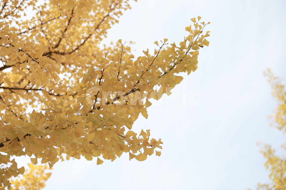 식물,나무,은행,단풍,가을,가을,계절,fall,autumn,season,plant,tree