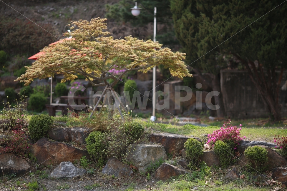 자연,나무,꽃,돌,쉼,휴식,자연,풍경,nature,landscape,tree,plant,식물