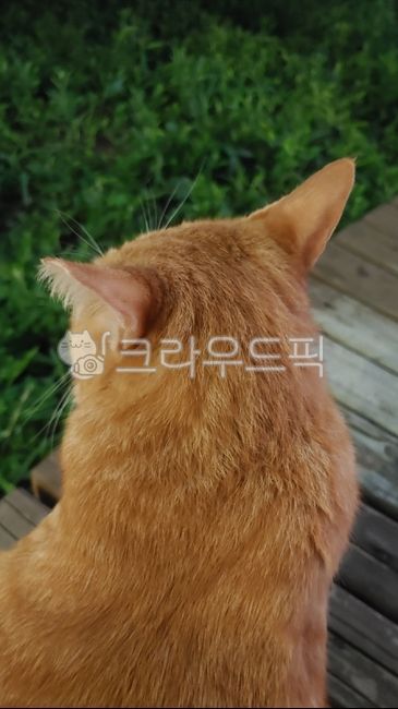 고양이,뒷모습,고양이뒷모습,통통한,동물,cat,animal,애완동물,애완묘
