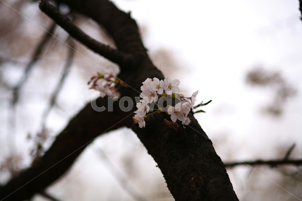 plant,식물,flower,꽃,blossom,벚꽃,봄,식물,자연,plants,nature,꽃,flower