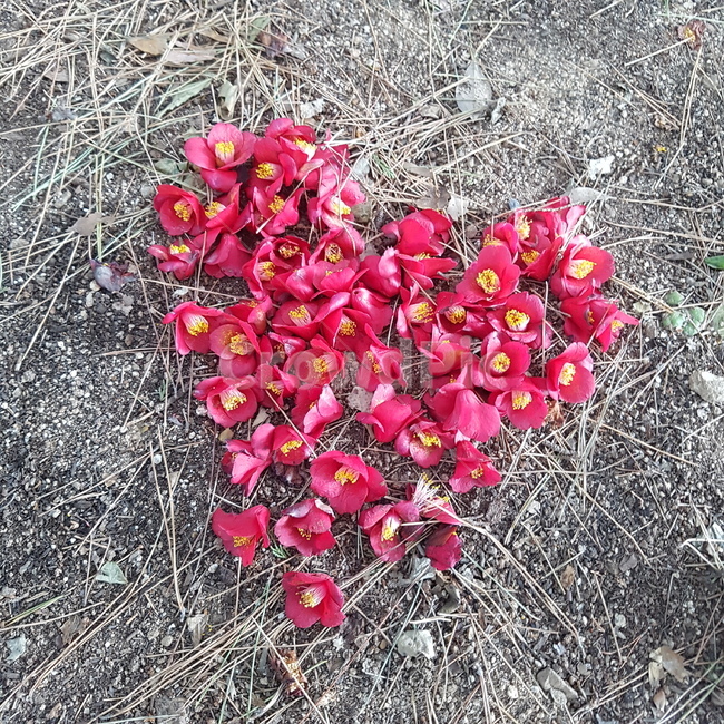하트,동백꽃,여수,오동도,겨울꽃,winter,flower,빨강,red
