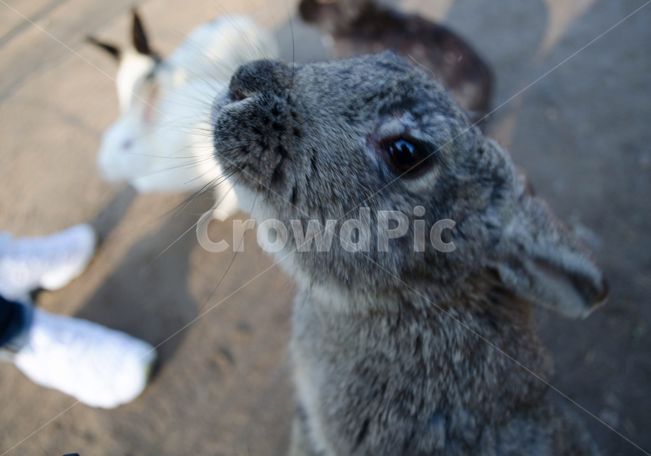 토끼,자연,귀여운,동물,회색,동물,animal,포유류,mammal