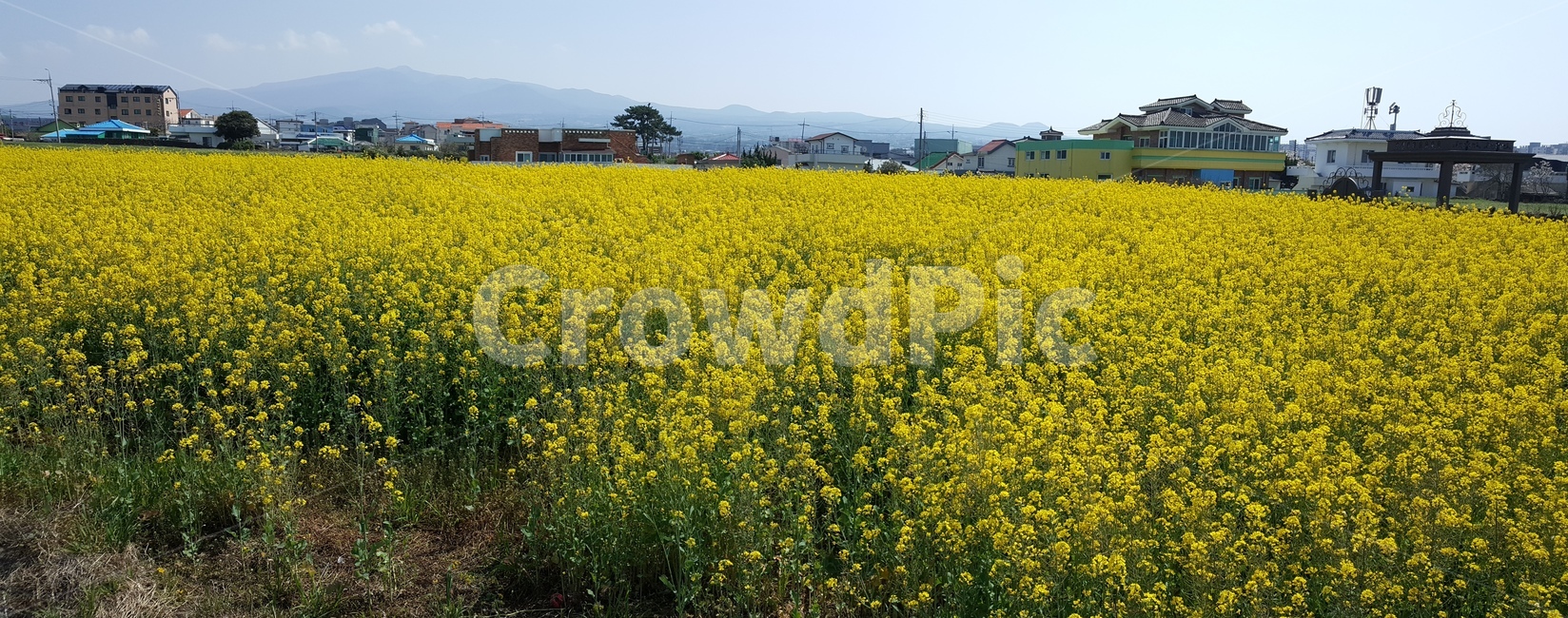 유채꽃,outdoors,옥외,nature,자연,farm,식물,plant
