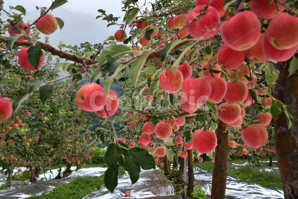 사과,과수원,과일,apple,plant,food,식품,fruit,식물,과일,열매,fruit