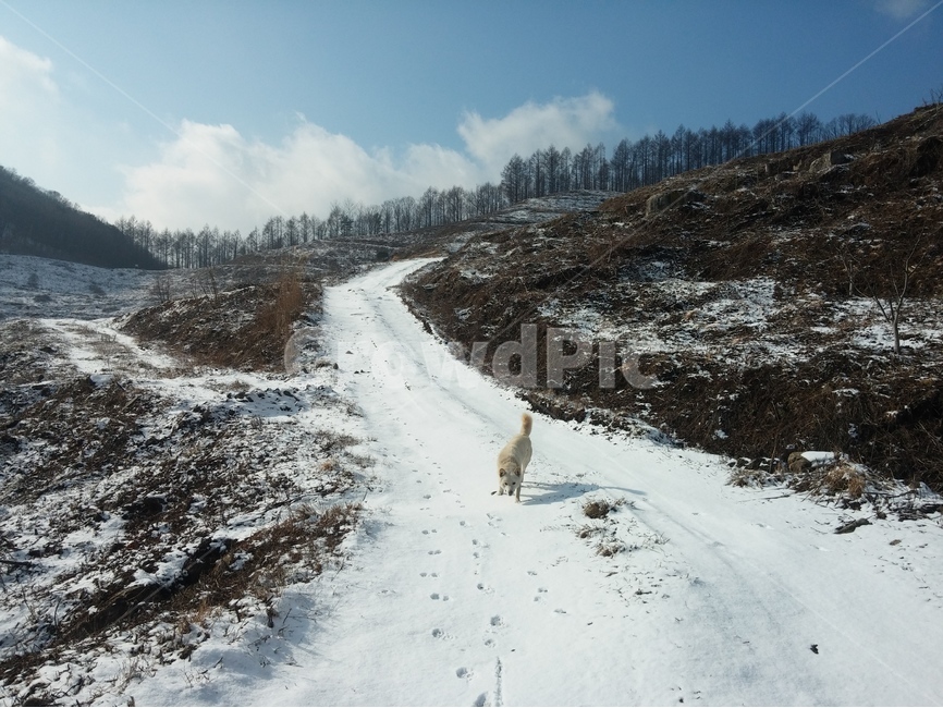 토종개,겨울,진돗개,백구,눈,겨울,계절,winter,season,동물,animal,포유류,mammal,개,강아지,dog,doggy
