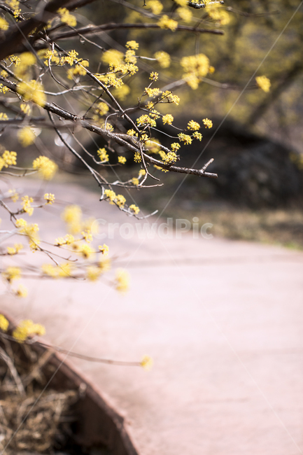 산수유,길,봄,나들이,배경,계절,꽃,자연,식물,한국,봄,계절,spring,season,식물,자연,plants,nature,꽃,flower,plant