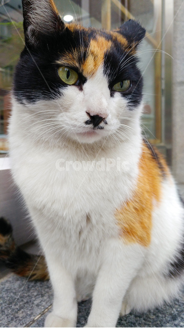 고양이,길냥이,도로,집사,삼색고양이