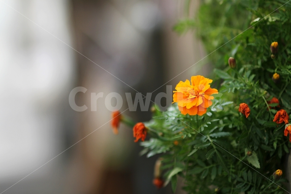 꽃,메리골드,식물,자연,감성사진,식물,자연,plants,nature,꽃,flower,감성,sensible,feeling