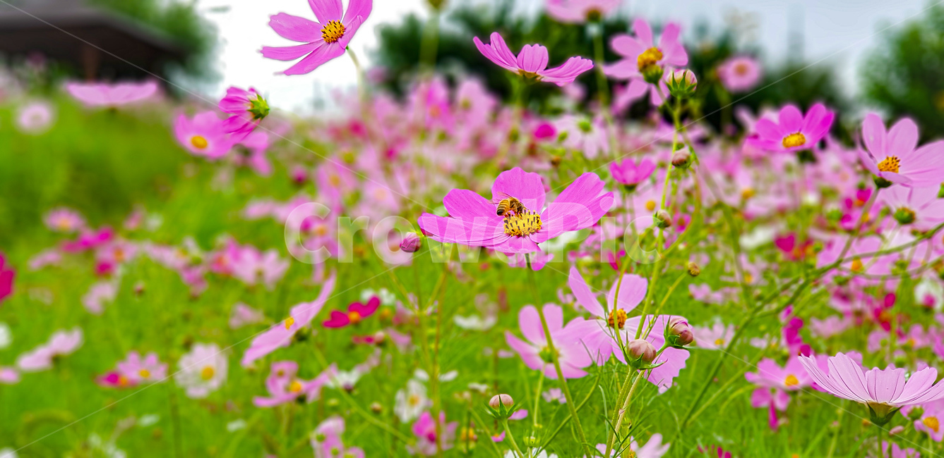 가을,코스모스,autumn,fall,꽃,식물,벌,꽃잎,blossom,plant,flower,식물,자연,plants,nature,꽃,flower