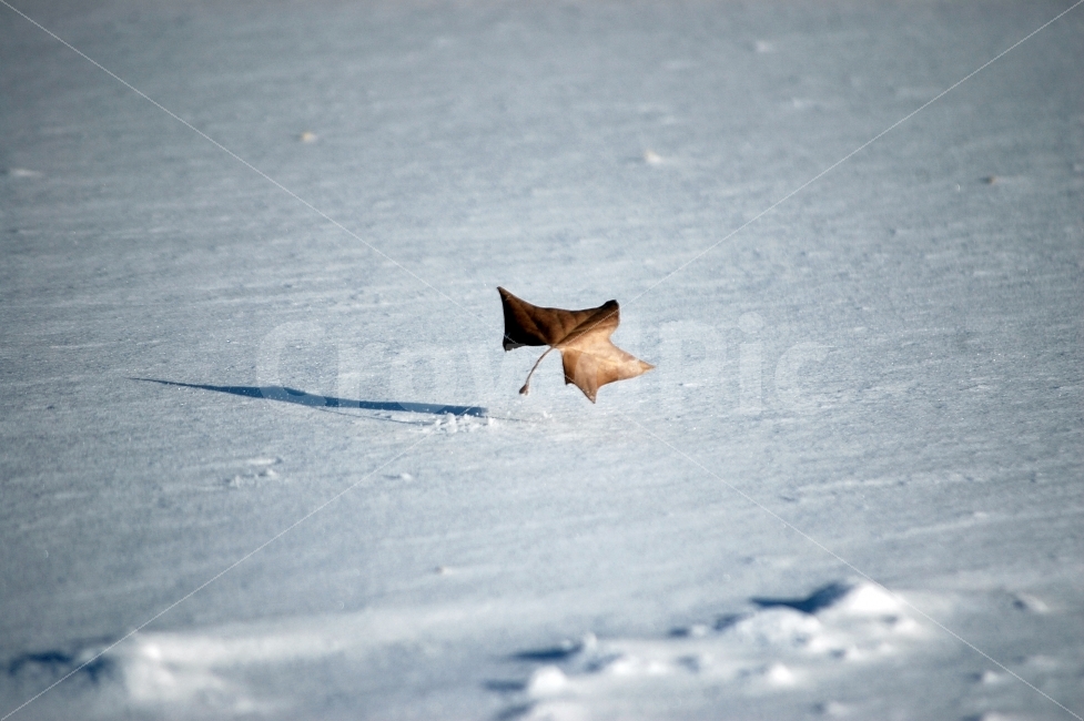 겨울,낙엽,바람,눈,그림자,Winter,Snow,Wind,Shadow,겨울,계절,winter,season,식물,자연,plants,nature