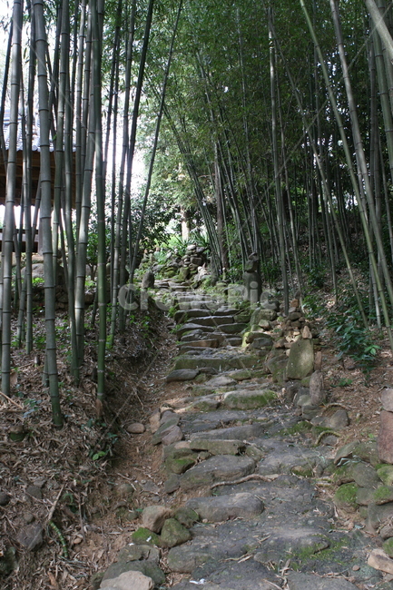 산책,산책길,숲속,산속,숲,나무,산,자연,풍경,nature,landscape,plant,식물