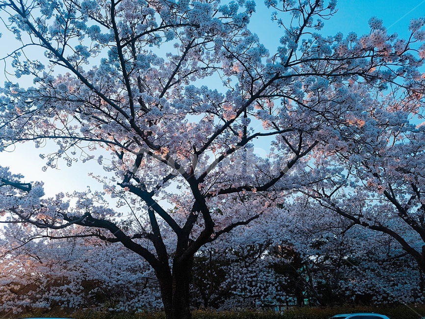 봄,벚꽃,하늘,꽃,풍경,벚꽃길,색감,분홍,화사한,봄풍경,꽃나무,식물,봄,계절,spring,season,plant,flower,blossom