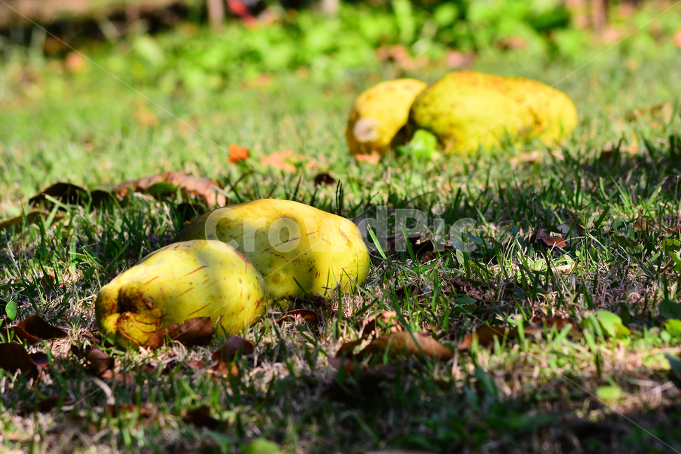 모과,노랑색,열매,식물,결실,낙과,fruit,plant,과일,가을과일,시즌,계절,배경,바탕,백그라운드,나무열매,못생김,과일,열매,fruit