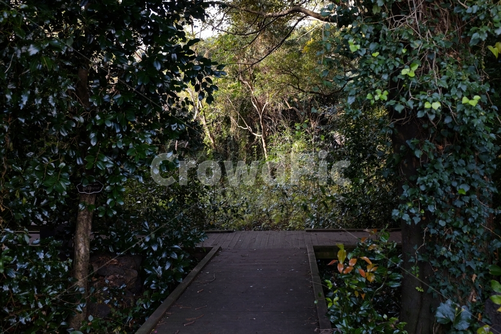 자연,나무,나뭇잎,길,숲속,산책길,자연,풍경,nature,landscape,식물,plants,나무,trees,wood,arbour,정자,garden,정원,outdoors,옥외