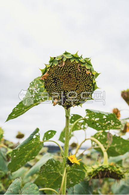 death,seed,Its late,sunflower seeds,withered flower,sunflower flower,seed flower,sunflower