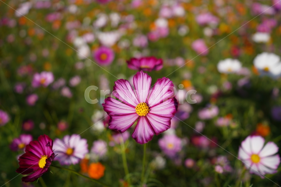 꽃,flower,코스모스,데이지,제라늄,식물,자연,plants,nature,꽃,flower