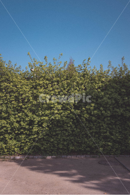 초록잎,봄,푸른하늘,하늘,선유도,green,spring,seoul,sunyoudo,sky,bluesky,greenleaf,하늘배경,초록잎배경