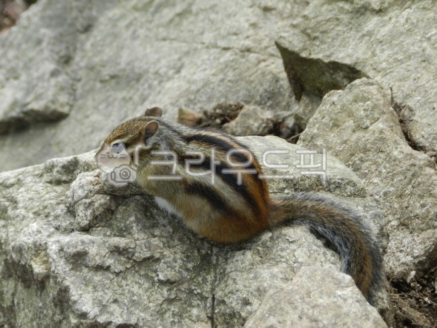 squirrel,wild,mountain squirrel,flying squirrel,hiking