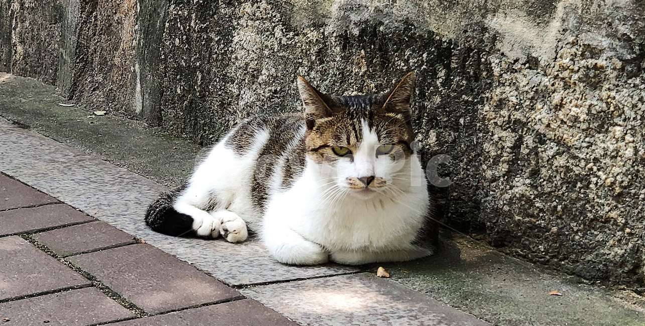 동물,animal,cat,고양이,길고양이,pet,애완동물,길냥이,시크함,포유류,동물,animal,포유류,mammal,고양이,cat,kitten,kitty