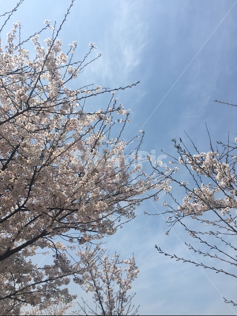 벚꽃,봄,하늘,겹벚꽃,꽃,나무,벚꽃나무,구름,파란하늘,공원,봄,계절,spring,season,자연,풍경,nature,landscape,plant,식물,flower,cherry blossom,blossom
