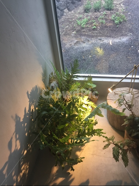 가드닝,카페,식물인테리어,화분,조명