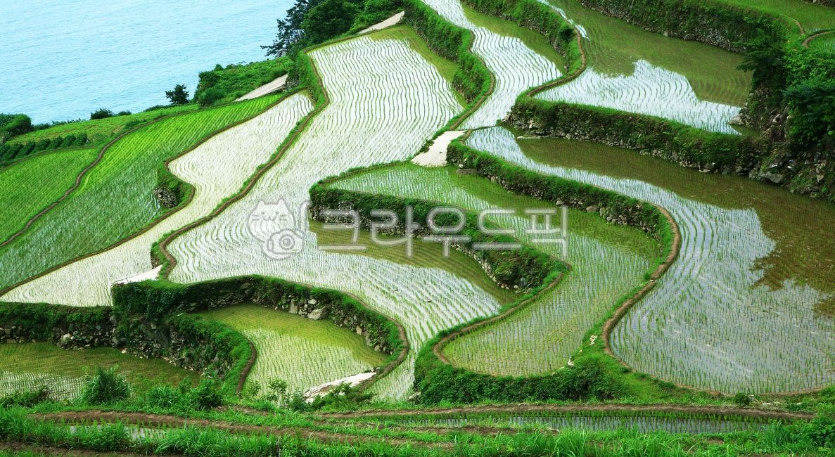 countryside scenery,rice paddy,Terrain rice field,Beach,rice farming,farming,Korean natural scenery,rice paddy farming,Agriculture,nature,attic rice field,south sea,Namhae Gacheon Darin rice field,rice,paddyfield,field,outdoors,ocean,waterfront,Namhae ric