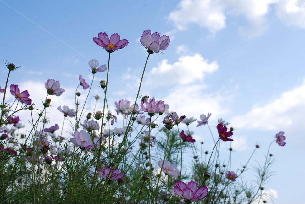가을,하늘,가을하늘,꽃,코스모스,식물,자연,plants,nature,꽃,flower