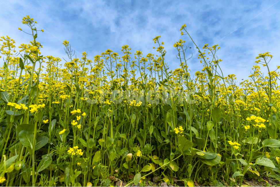 유채꽃,파란,하늘,꽃,자연,나무,구름,sky,tree,cloud,rapeflower,flower,식물,자연,plants,nature,꽃,flower