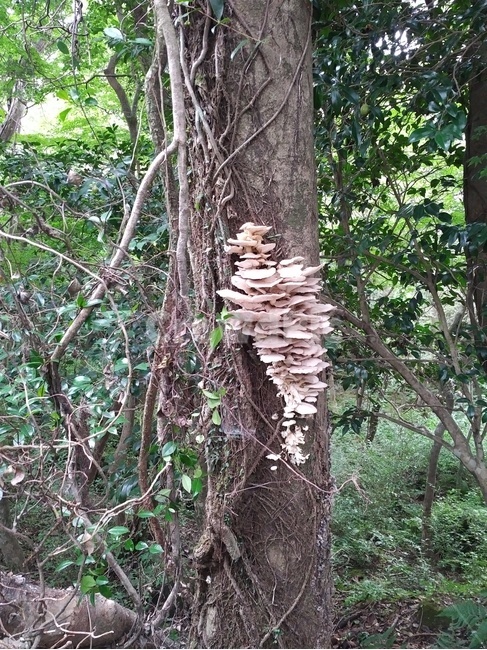 버섯,식물,나무버섯,자연,mushrooms,nature,plant,야생버섯