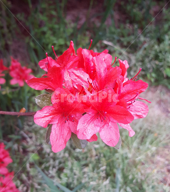 꽃,flower,야생화,생화,근접